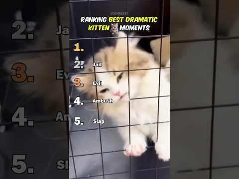 Ranking cats🐈👿💀 #ytshorts #cats #viral #viralvideo