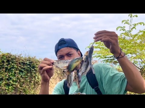 3 Hari berburu ikan, burung, dan Kuras genangan air disawah!! 🐠🥰   #bangja