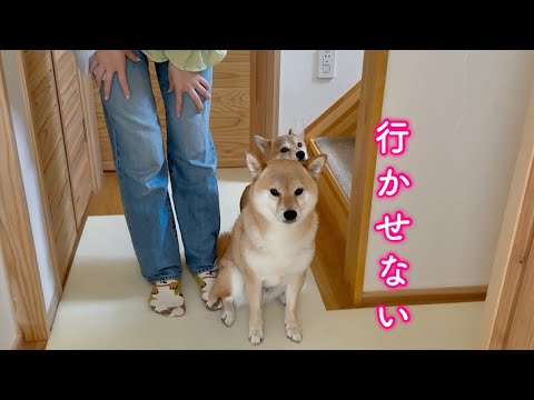 ママの足を踏みつけてお出かけを何とか阻止しようとする柴犬が可愛い