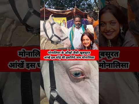 “आँखें देख लोग रह गए दंग… इस घोड़े का नाम क्यों है ‘मोनालिसा’?”#ShockMoment #MonalisaHorse #Trending