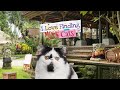 Video for I Love Finding MORE Cats Collector's Edition