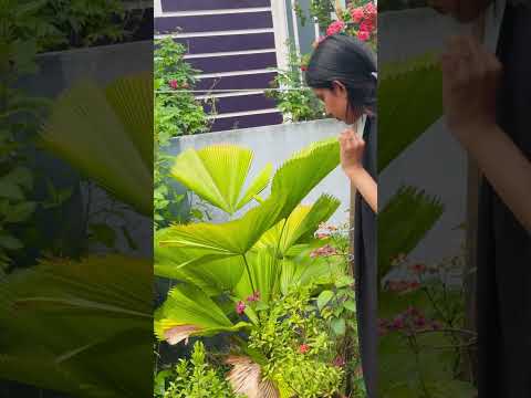 Umma ne sahayikal vlog✨ #mehar