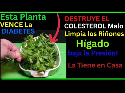 ¡Esta Plantas Destruye la Diabetes, el Colesterol, Limpia los Riñones, Hígado y baja la Presión!