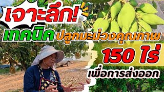 เจาะลึก! เทคนิคปลูกมะม่วงคุณภาพ 150 ไร่ เพื่อการส่งออก