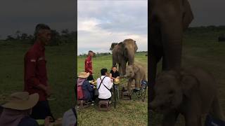 This Family Gives The Fruit to elephant baby #shorts