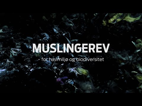 Muslingerev – for havmiljø og biodiversitet