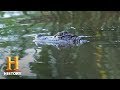 Alligator Encounter and Recovery