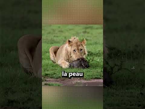 Les Tigres possèdent une Arme Destructrice !