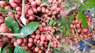 Harvesting Wild Fruits Red Lanzones