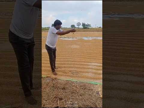 #viral #trending #nature #folksong #agriculture #telugu #villagelife #automobile #farming #ap #tg ##