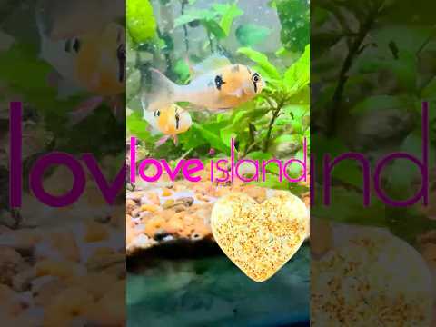 Bolivian Ram Cichlids - Coupled Up #fish #aquarium Bolivian Ram Cichlids - Coupled Up #fish #aquarium #fun