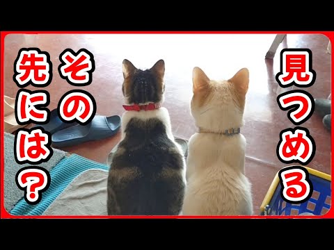 【悲しげな後ろ姿】並んで見つめるその先にはいったい何が？ 20250909、カラス＆四つ足クインテット（仮）