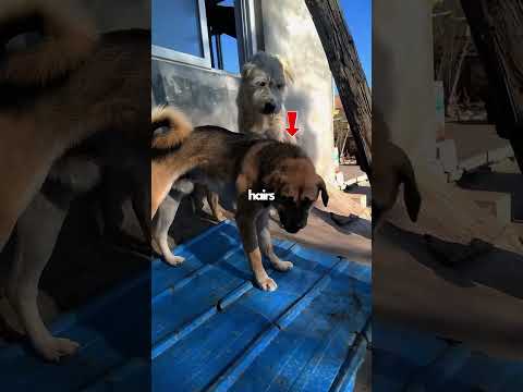 How Alpha Dog King Charles Lost His Empire to Rocky (🎥 newlu_princess)