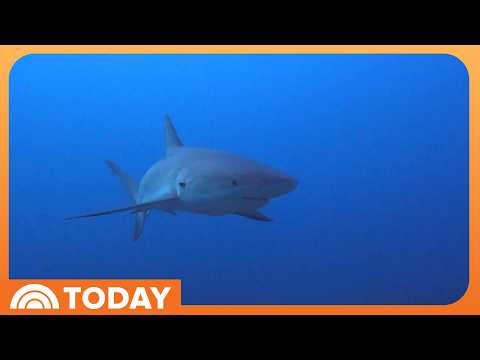 Florida Shark Attack Victim Saved by Off-Duty Nurses at the Scene