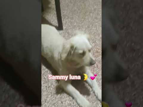 #puppy #perros #pets #canilla #canilla