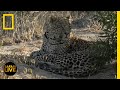 Wildlife Behavior and Adaptations