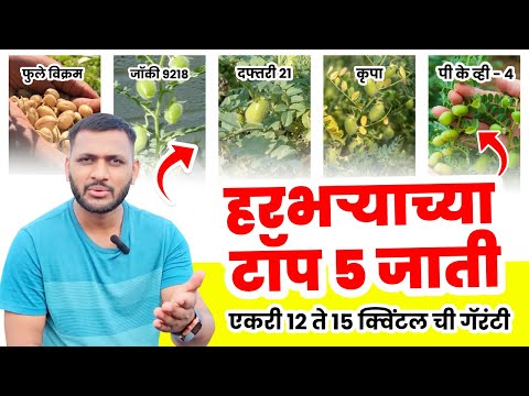 हरभरा बियाणे कोणते चांगले 2024 | harbhara best variety | harbhara best biyane #harbhara #farming