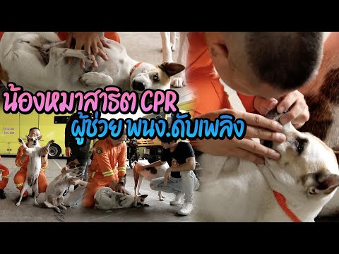 น้องหมาสาธิต CPR ผู้ช่วยพนักงานดับเพลิง | ไทยทึ่ง WOW! THAILAND