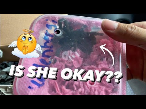 This TARANTULA made me PANIC unboxing !!!