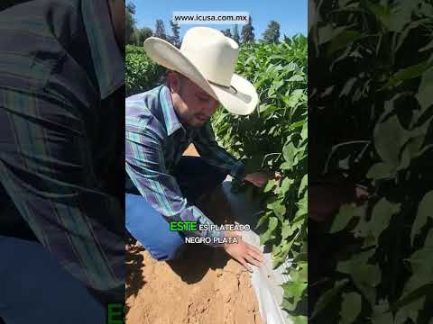 chile serrano con plastico de Icusa!!!!