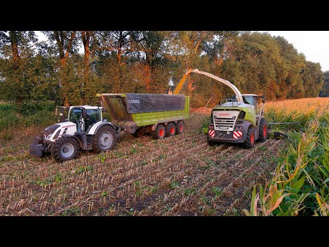 Mais 2024 : Claas Jaguar 970 50 Year Edition | White Fendts | Kaweco | Maisernte | Mais Harvest | 4K