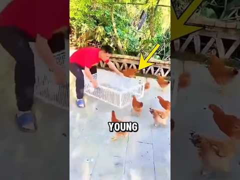 Genius Japanese Bird Trap That Works Automatically! 🐦