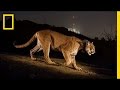 Mountain Lion Story in Griffith Park