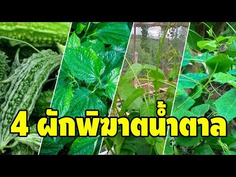แนะนำ 4 ผักพิฆาตน้ำตาล ที่มีงานวิจัยสนับสนุน คนเป็นเบาหวานควรกิน!!