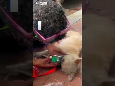 Dog rescued from burning building revived by medics in Washington DC