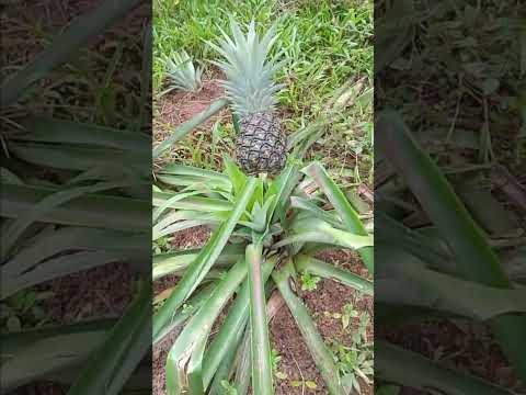 কখন বুঝবেন আল্লাহ আপনাকে ভালোবাসেন.💖 #আল্লাহ #কোরআন #motivation #islamicstatus #trending