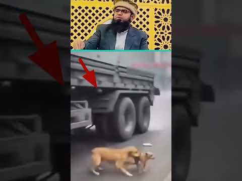Allah ki Qudrat Animals 👍| #viralvideo #syed_rafiq_bukhari