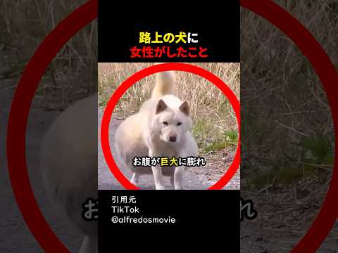 路上の犬に女性がしたこと#shorts#感動する話#感動#ほっこりする話#ほっこり#shortsvideo