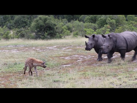 Rhinos Chase Hyenas Towards Game Vehicle