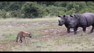 Rhinos Chase Hyenas Towards Game Vehicle