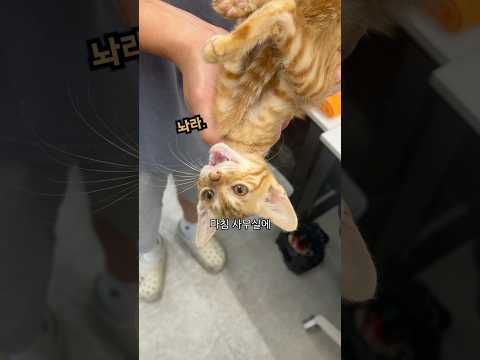 고양이는 통에 들어가는걸 좋아할까?
