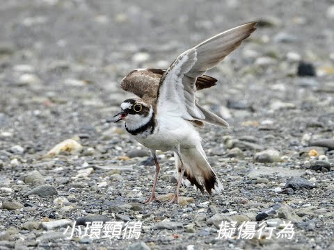 小環頸鴴擬傷行為Distraction display of Little Ringed Plover - YouTube