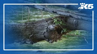 YouTube video thumbnail: Historic Floods in WA Create Hidden River Hazards, Officials Warn