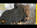 Wildlife Behavior and Survival Strategies