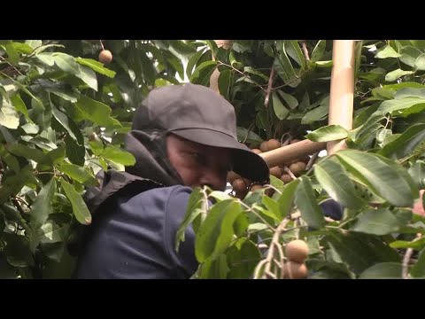 YouTube video thumbnail: Thai Labor Shortage Opens Jobs for Burmese Refugees for the First Time