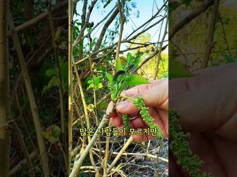 ์ด๋ฅด์ ๋ค์ด ์ธ์ผ ๋์ ๋ง์๋ ๋ฝ๋๋ฌด ๊ฝ