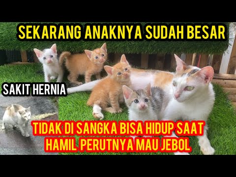 Dulu Menderita Banget Kucing Ini Bawa Anaknya Di Perut Dalam Kondisi Sakit Hernia..‼️