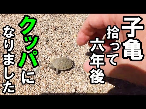 拾った子亀　６年後　クッパになりました！【イシガメのエサ太郎】