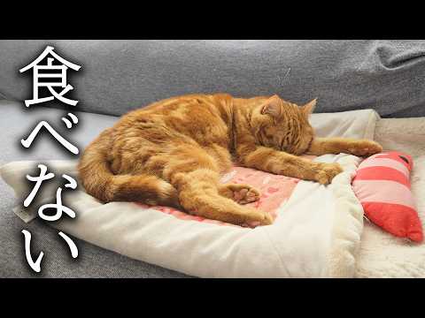 子猫が一口もごはんを食べなくなってしまいました...