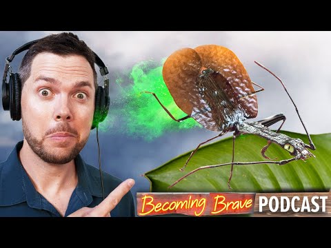 ACID Spraying Beetles in Asia!