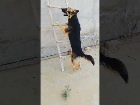 German shepherd dog mind test 🧠 #smartdog #dogmindtest #canineintelligence #intelligent 🌎