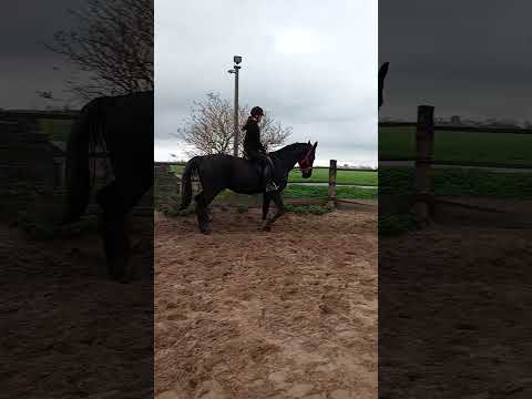 Eslin tweede keer op Black#horse #horses #paardrijles