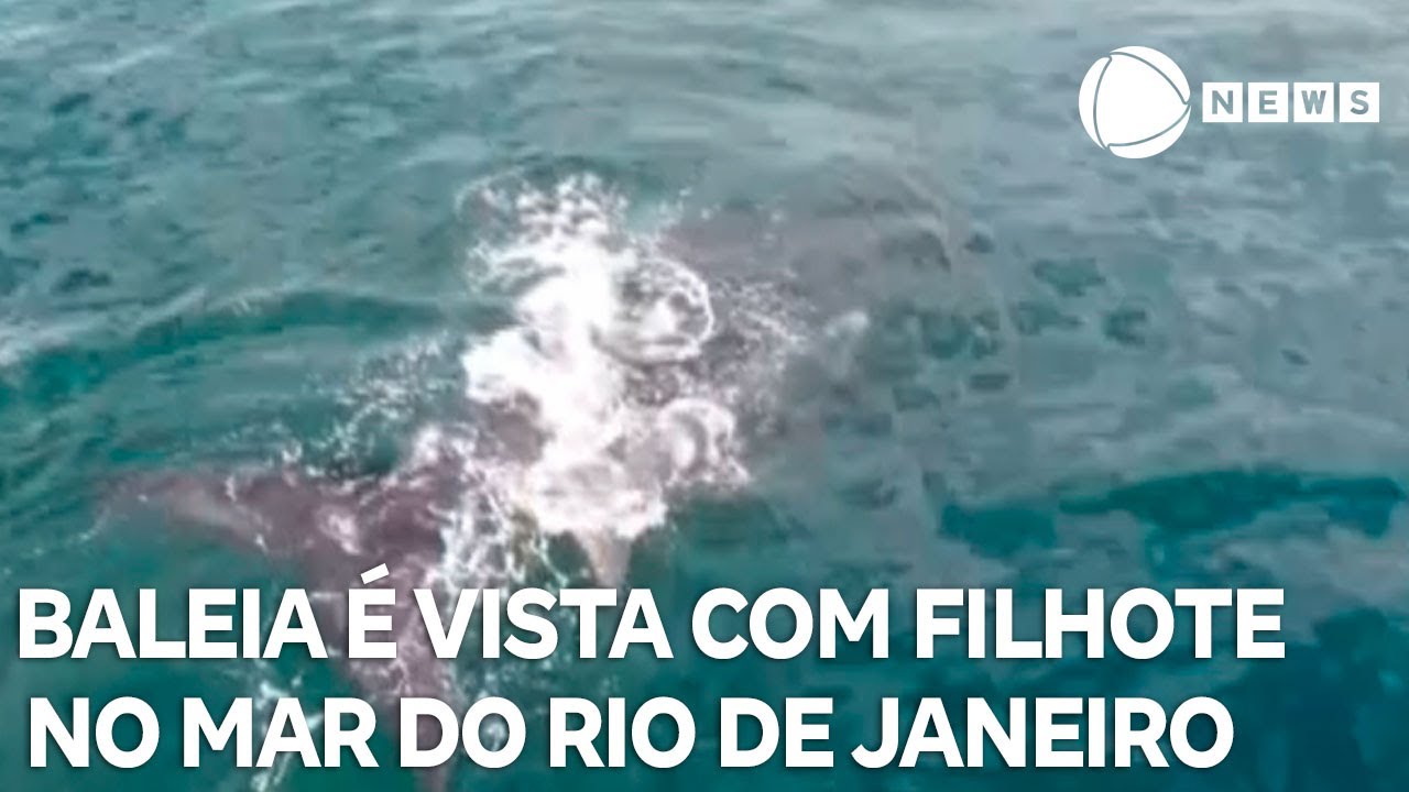 Baleia é vista com filhote no mar do RJ