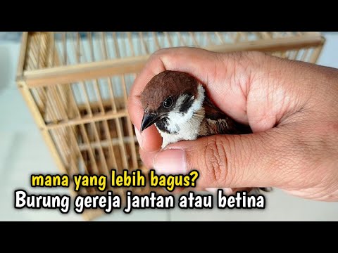 BAGUSAN MANA❓PELIHARA BURUNG GEREJA JANTAN ATAU BETINA⁉️