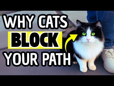 How to Respond When Your Cat Blocks Your Way(7 Signs )