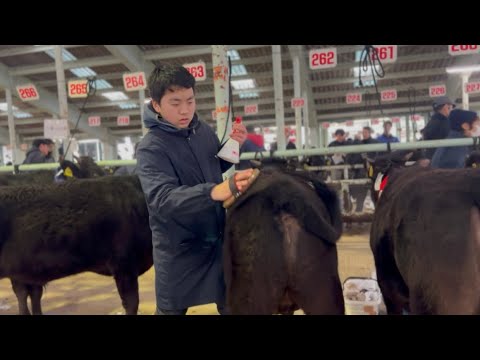 長男と子牛を売りに行ってきました（但馬家畜市場2月子牛市速報）
